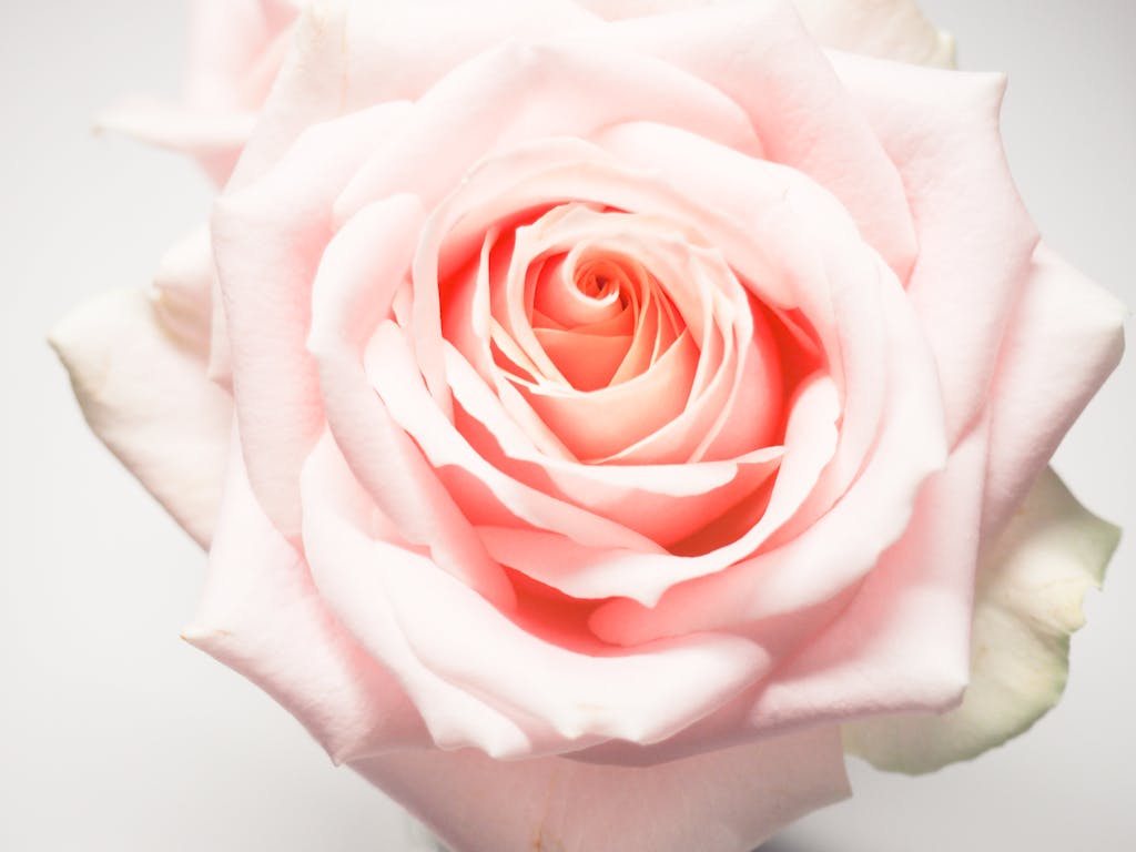 A close-up of a blooming light pink rose showcasing its soft petals in exquisite detail.