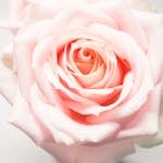 A close-up of a blooming light pink rose showcasing its soft petals in exquisite detail.