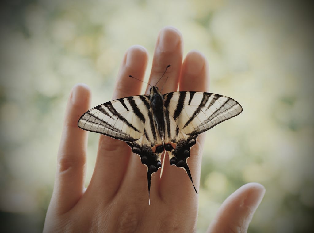 Close-up of a scarce swallowtail butterfly perched on a hand in Bartın, Türkiye.