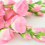 Close-up of beautiful pink cherry blossoms showcasing full bloom with vivid petals and lush greenery.