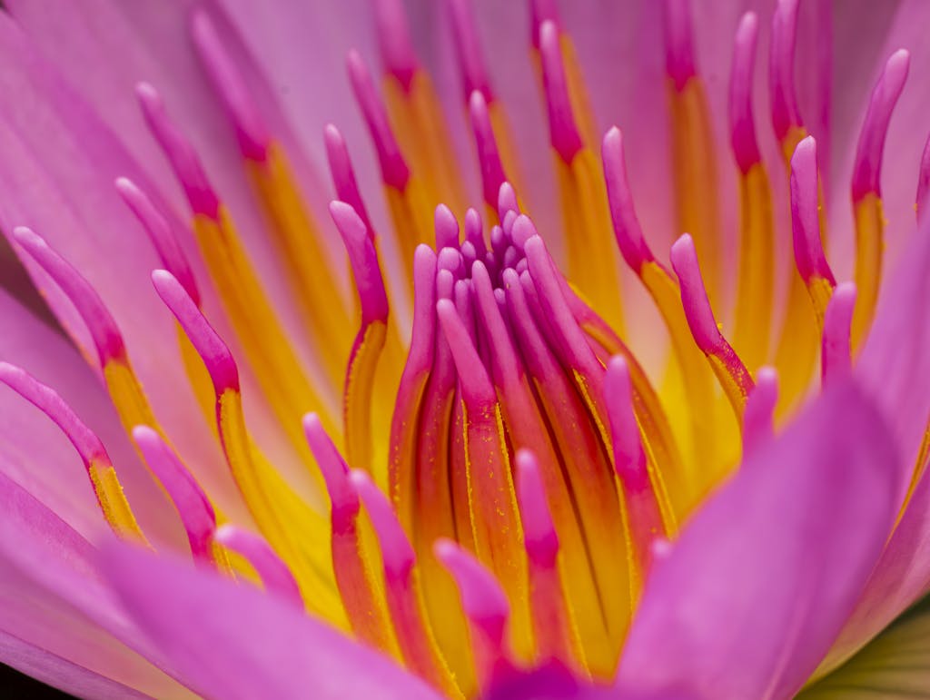 Macro shot of vivid pink and yellow water lily flower, showcasing petal details.