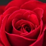 Vibrant red rose in full bloom, captured in a detailed close-up shot.
